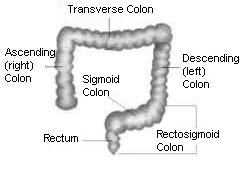 Normal Function normal function: Colon
