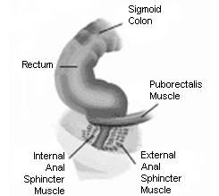 Normal Function normal function: rectum